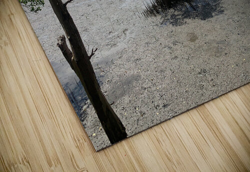 The Lonely Tree 2 Jimmy Roy Photos puzzle