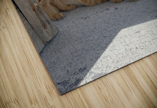 Kitties with a View Jimmy Roy Photos puzzle