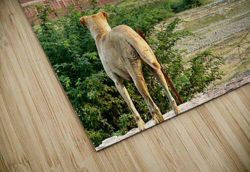 The Taj Mahal Collection 9 Jimmy Roy Photos puzzle