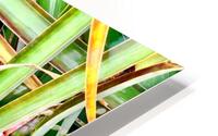 Pineapple Growing HD Metal print