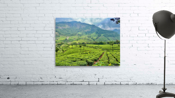 Tea Plantations 2 Wall Preview