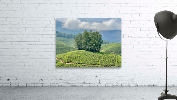 Trees Through the Tea Wall Preview