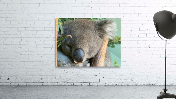 Sleep Well Koala Wall Preview