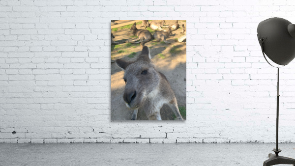 Kangaroo Selfie Wall Preview