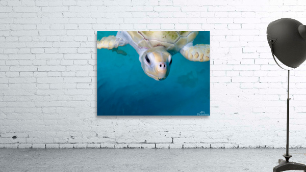 The White Turtle Wall Preview