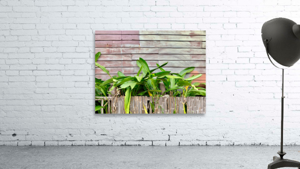 Plants Growing on the Side of the House Wall Preview