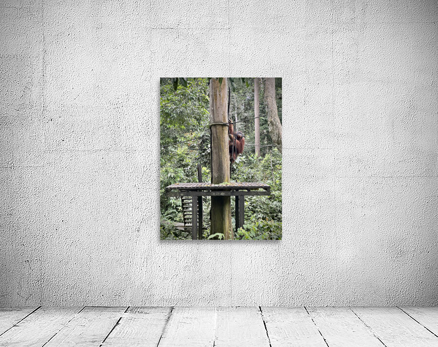 Kabili Sepilok Forest Reserve Orangutans 2 Wall Preview