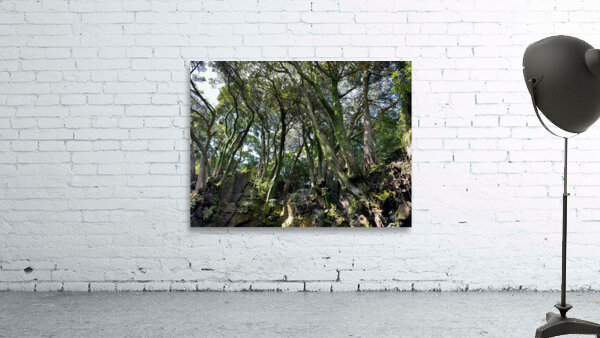 Trees Roots Jeju South Korea Wall Preview