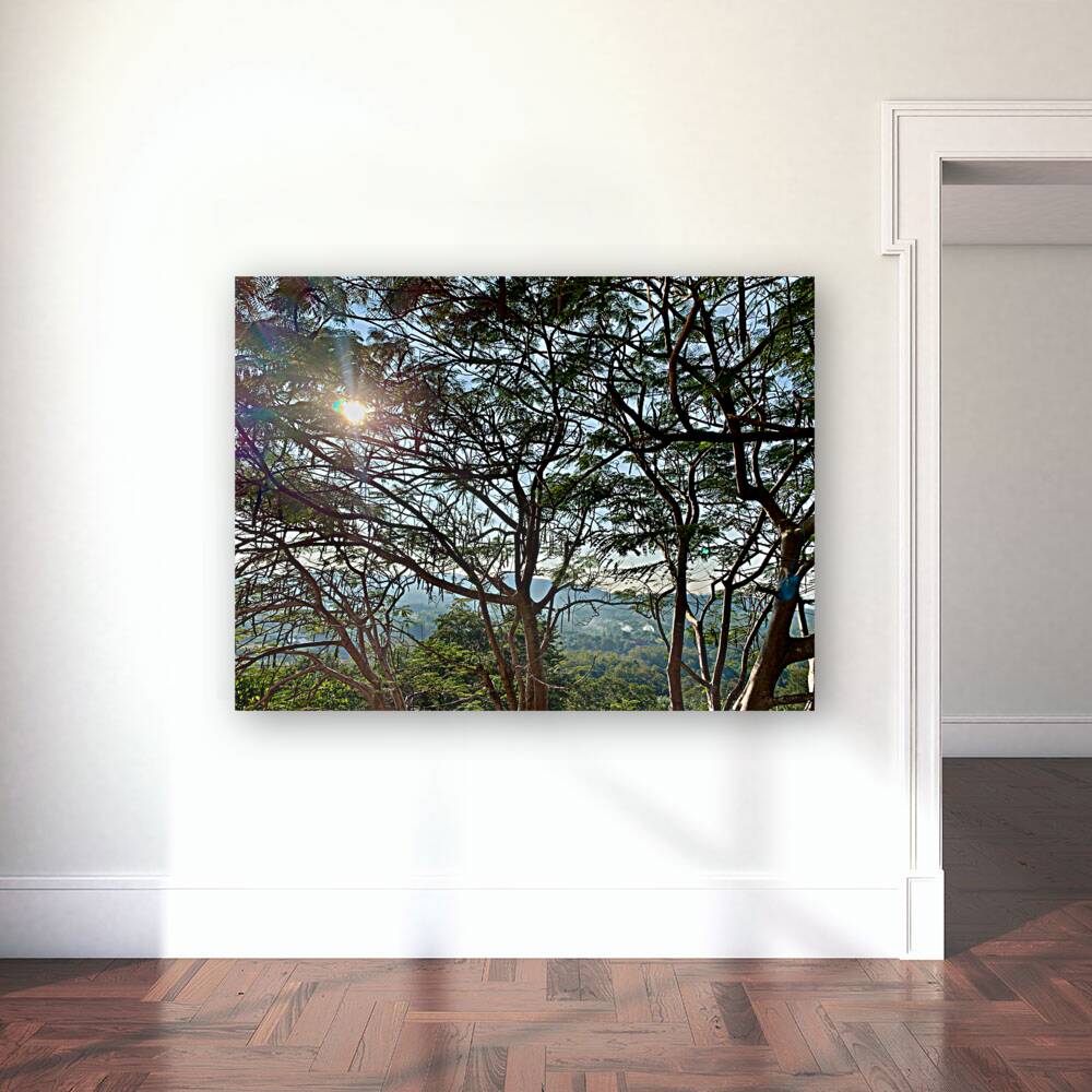 Sun Through the Tree Reproduction