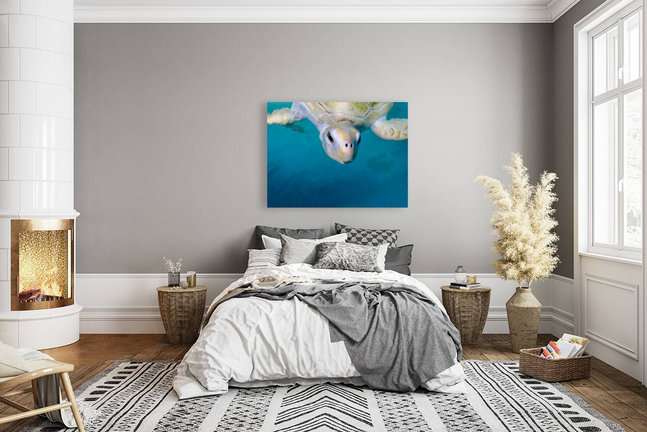 The White Turtle Reproduction