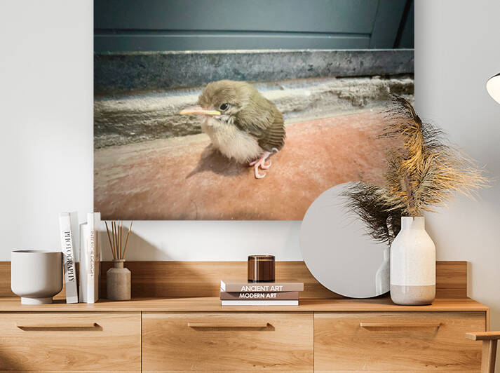 Birdie by Jimmy Roy Photos