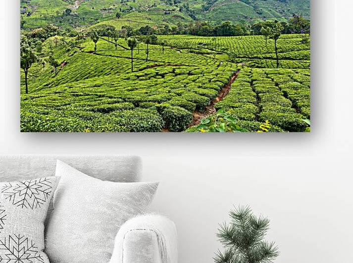 Tea Plantations 2 by Jimmy Roy Photos