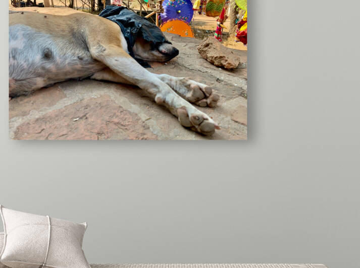 Doggie Afternoon Nap by Jimmy Roy Photos