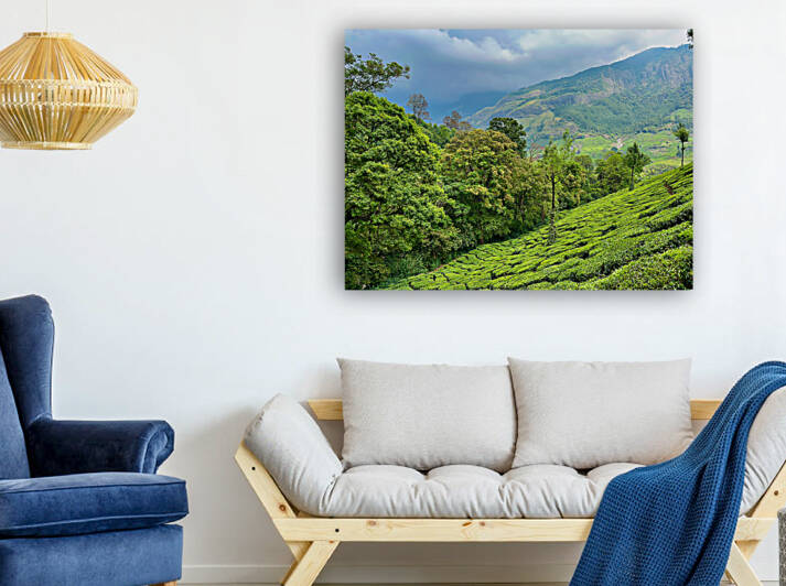 Tea Plantations 1 by Jimmy Roy Photos