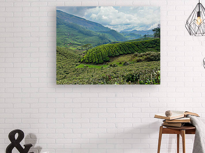 Tea Plantations 4 by Jimmy Roy Photos