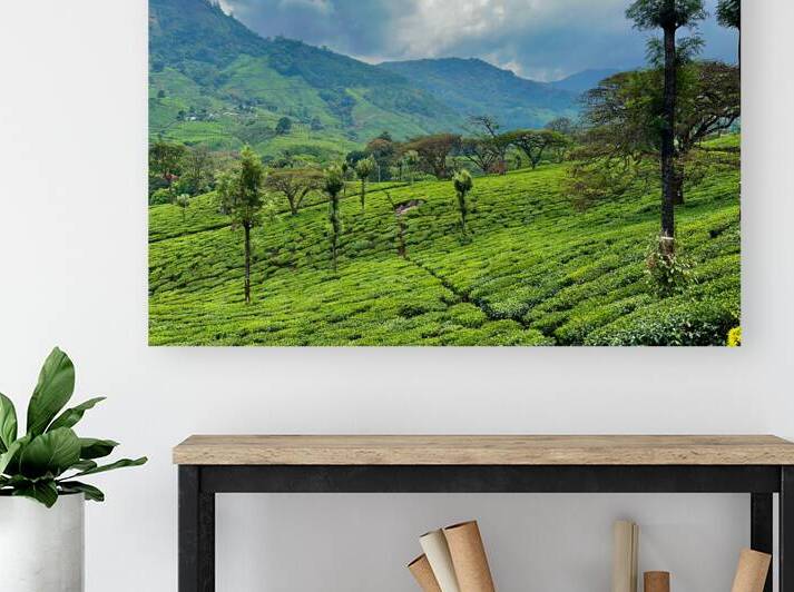 Tea Plantation Wonders by Jimmy Roy Photos