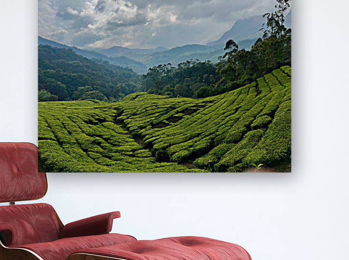 Tea Plantations 5 by Jimmy Roy Photos