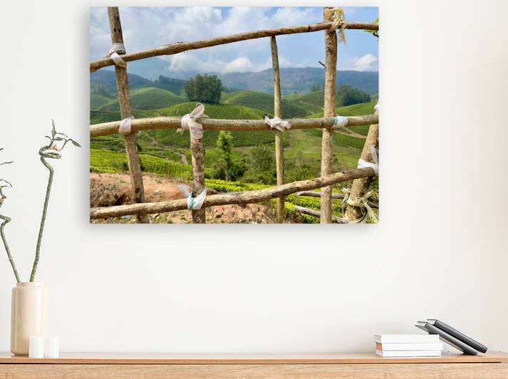 Peak a Tree by Jimmy Roy Photos