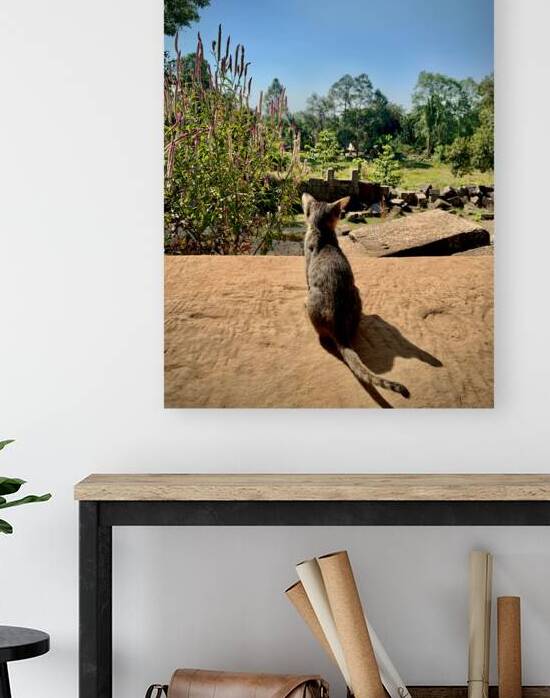 Kitty Overlooking the Garden by Jimmy Roy Photos