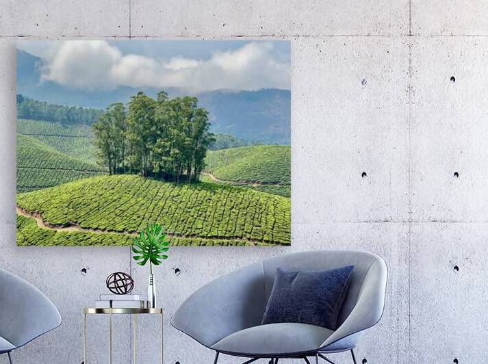 Trees Through the Tea by Jimmy Roy Photos