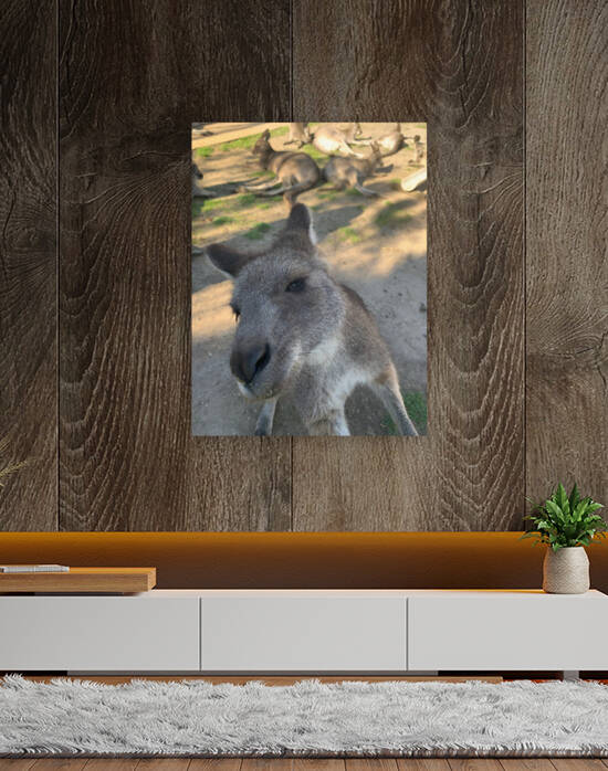 Kangaroo Selfie by Jimmy Roy Photos