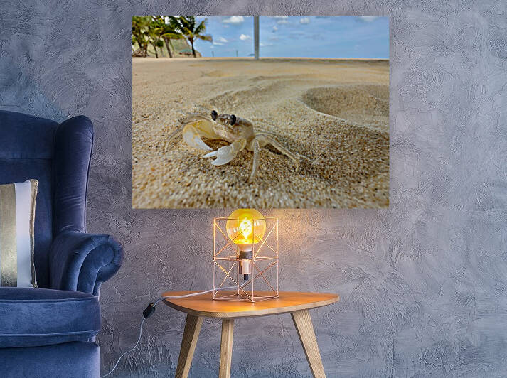 White Crab on the Beach by Jimmy Roy Photos