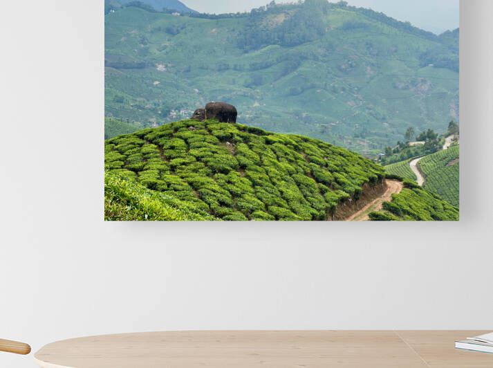 Rock on Top of Tea by Jimmy Roy Photos