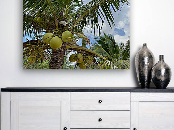 Cocunuts in the sky by Jimmy Roy Photos