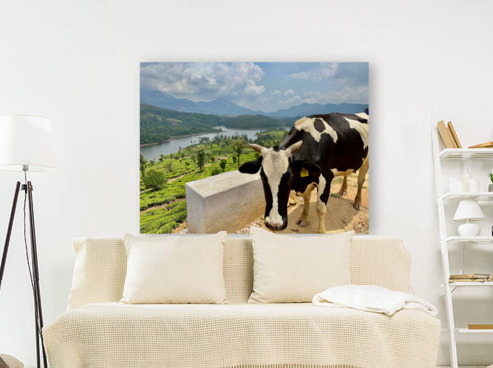 Cow with a View by Jimmy Roy Photos