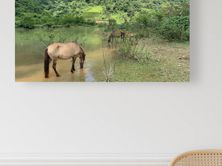 Horses in Paradise by Jimmy Roy Photos