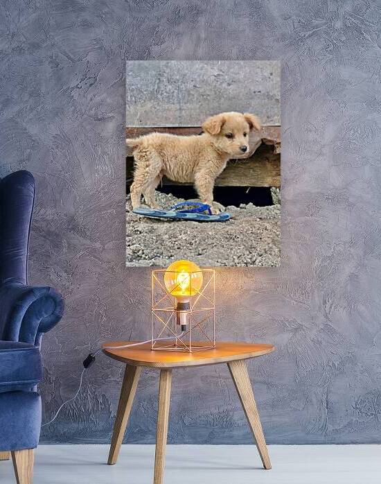 Flip Flop Puppy by Jimmy Roy Photos