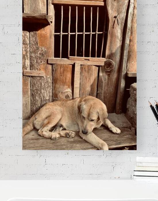 Doggy in Jail by Jimmy Roy Photos