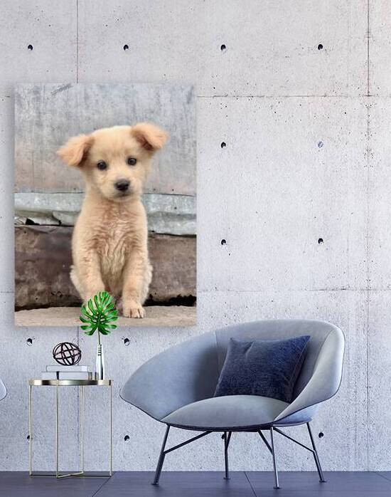 Cutest Puppy Ever Posing by Jimmy Roy Photos