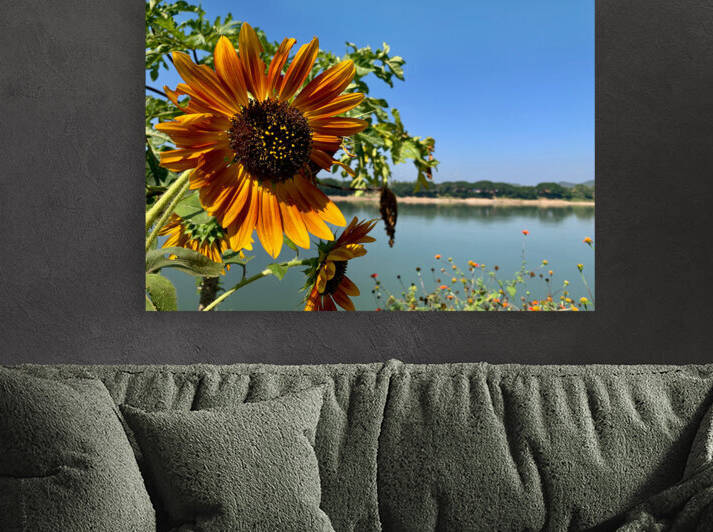 Sunflower View by Jimmy Roy Photos