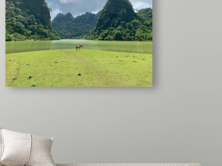 Lonely Horse by Jimmy Roy Photos