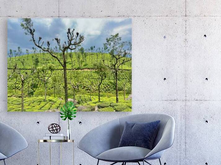 Trees in the Tea Plantations by Jimmy Roy Photos