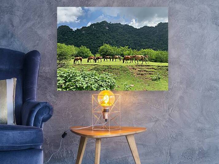 Wild horses by Jimmy Roy Photos