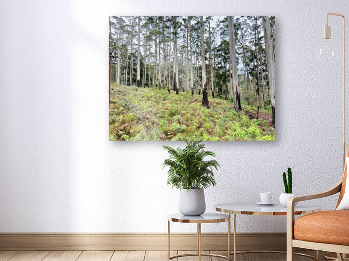 White Trees by Jimmy Roy Photos