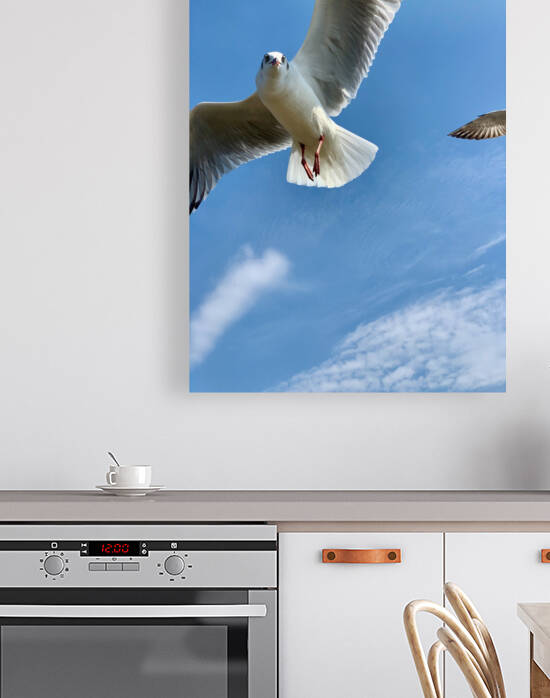 Seagull Look by Jimmy Roy Photos