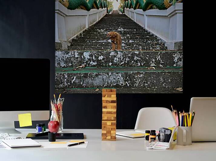 Puppy Walking Down by Jimmy Roy Photos