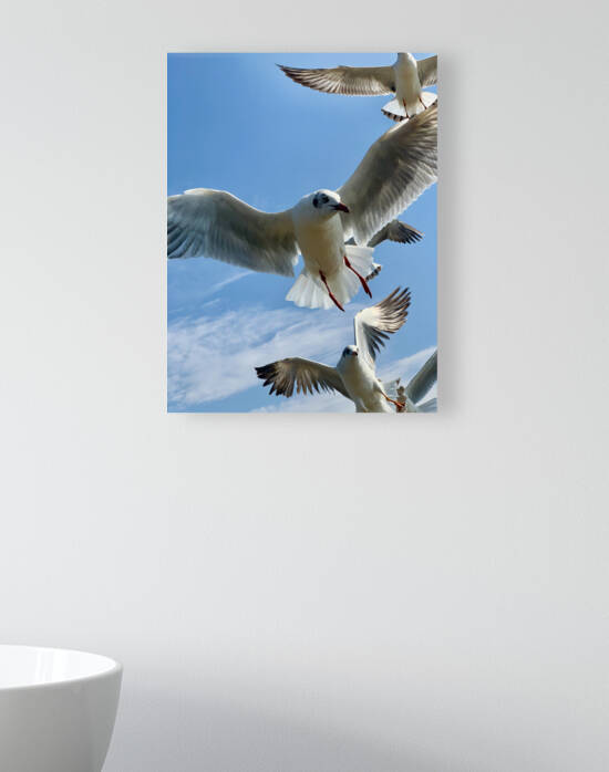 Seagull Look 2 by Jimmy Roy Photos