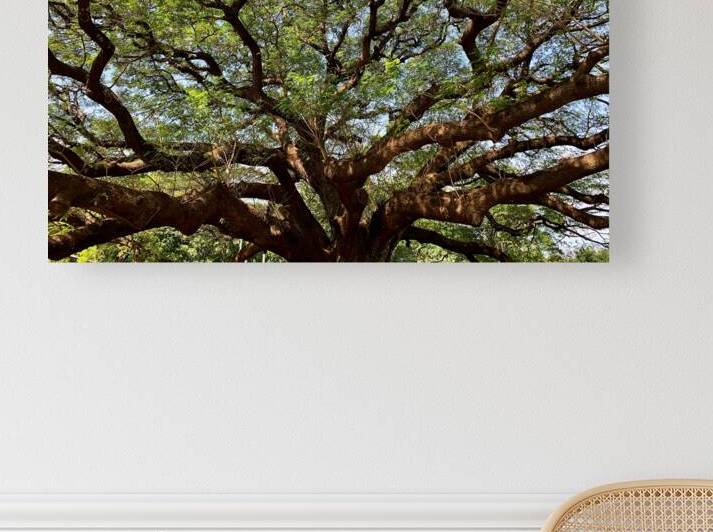 All the Branches by Jimmy Roy Photos