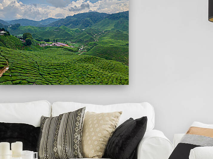 Tea Plantations 7 by Jimmy Roy Photos