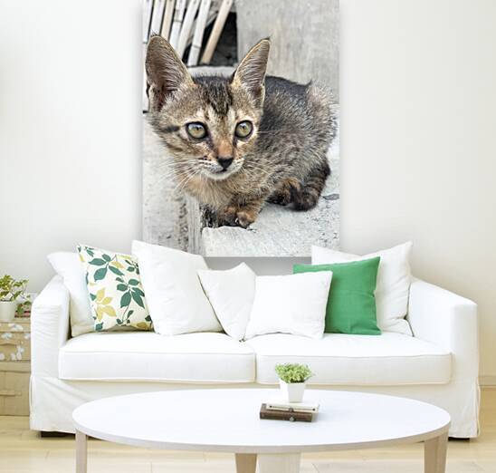 Cute kitty 2 by Jimmy Roy Photos