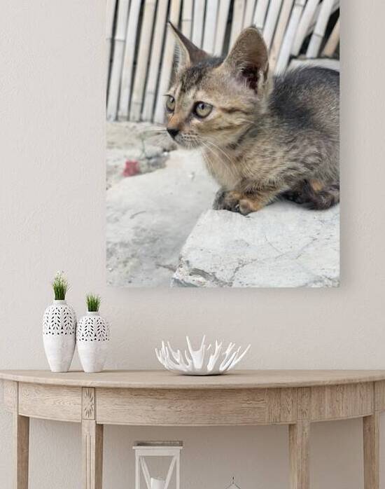 Cute Kitty by Jimmy Roy Photos