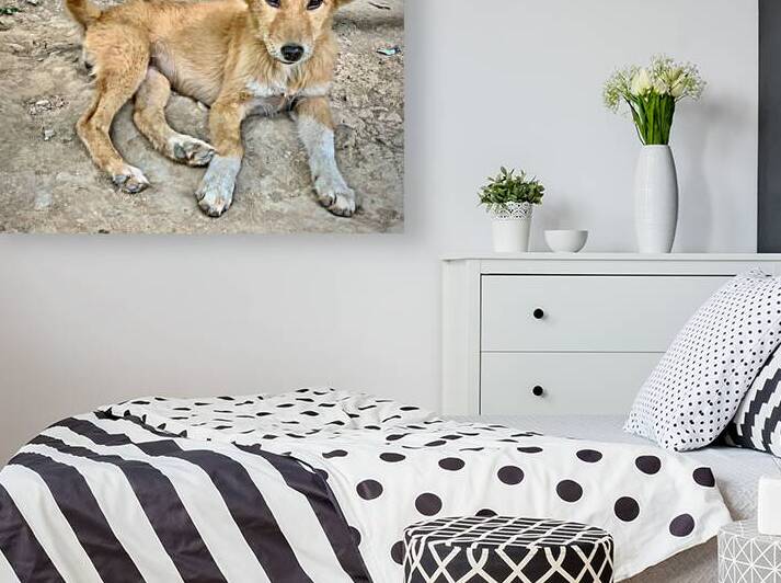 Cute Puppy by Jimmy Roy Photos