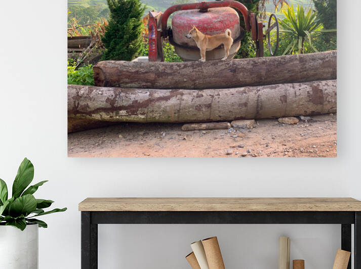 Dog Standing on Wood by Jimmy Roy Photos