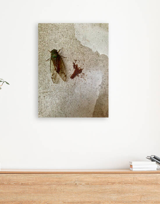 The Fly by Jimmy Roy Photos