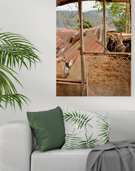 The Cat Living in the Ambulance by Jimmy Roy Photos