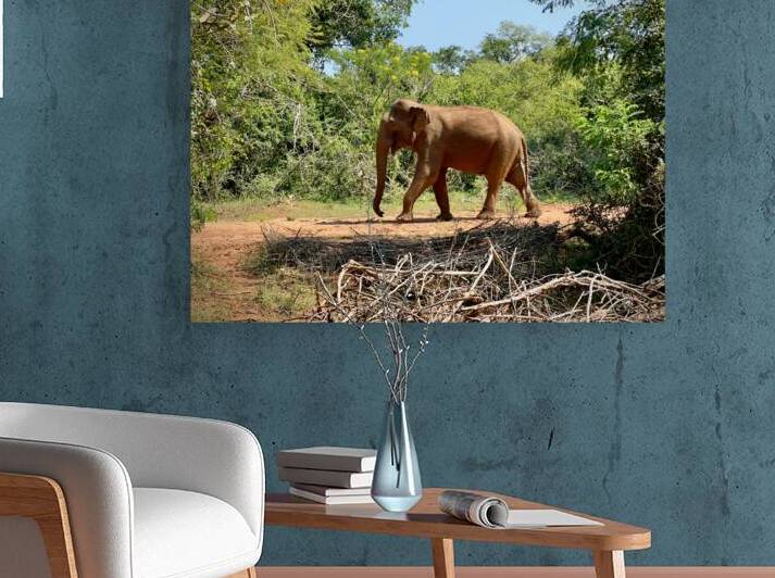 Elephant in the Wild by Jimmy Roy Photos